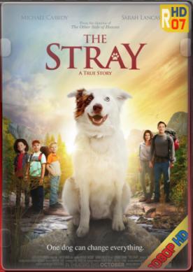 El enviado de Dios (2017) (The Stray)